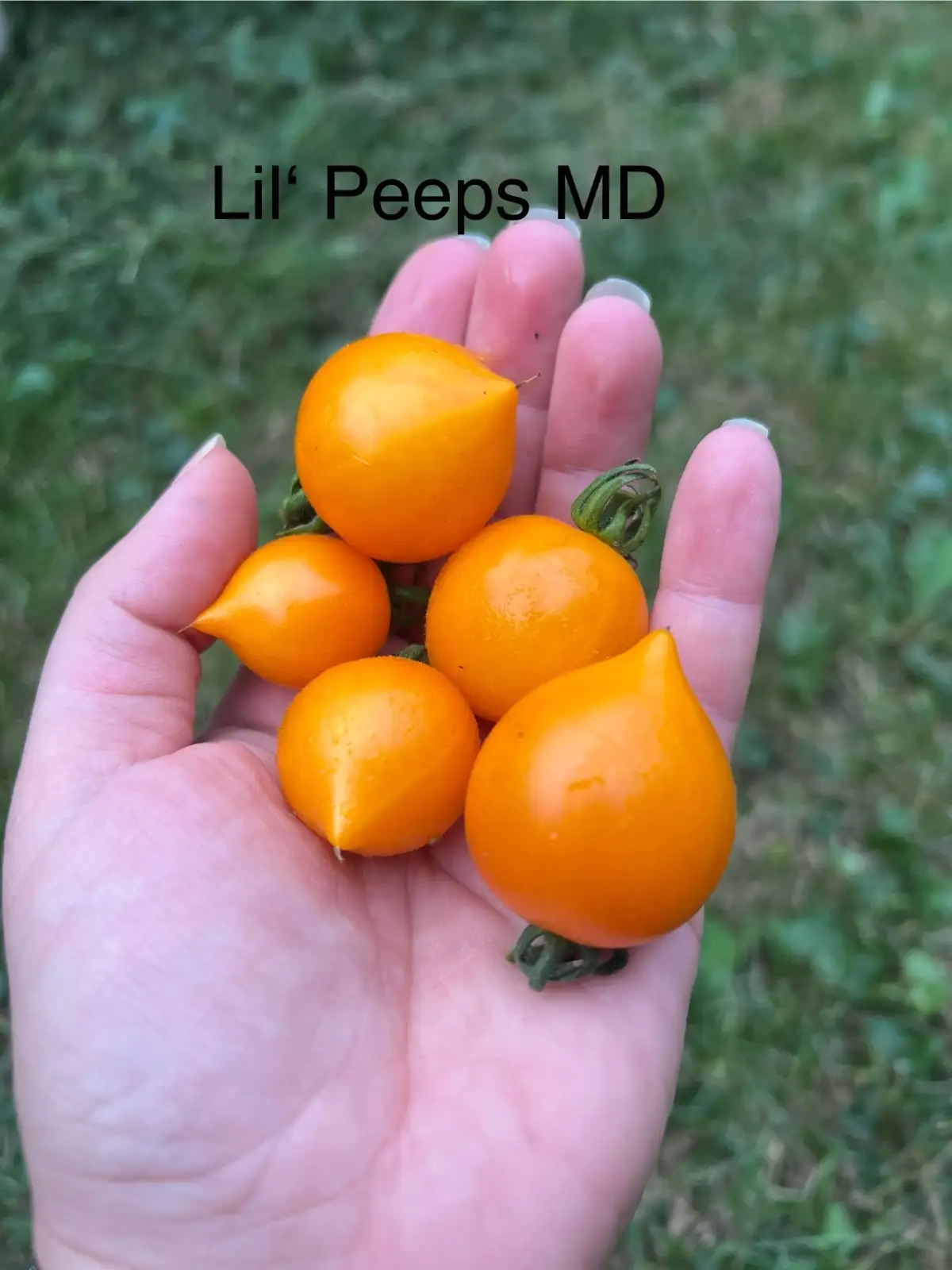 Tomaten: Lil‘ Peeps (Micro Dwarf)