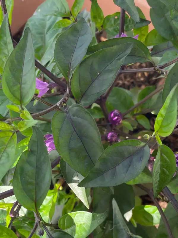 Chili: Lila Lutzi