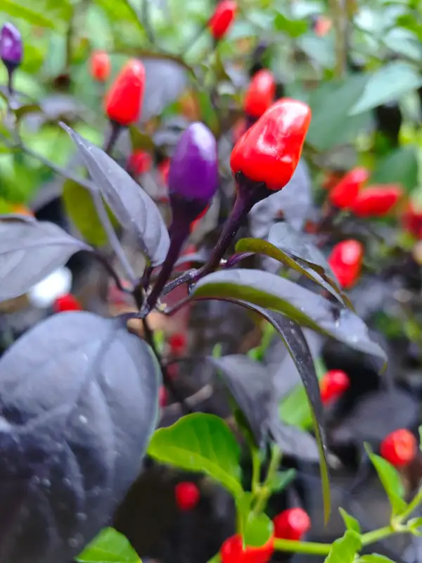 Chili / Paprika: Lila Luzi