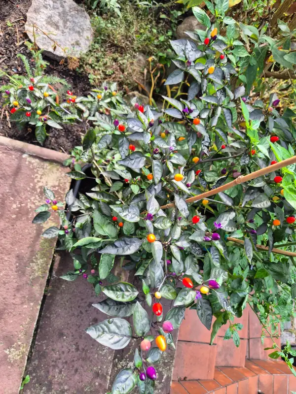 Chili / Paprika: Lila Luzi