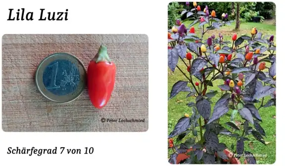 Chili / Paprika: Lila Luzi