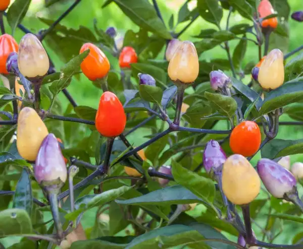 Chili: Lila Luzi