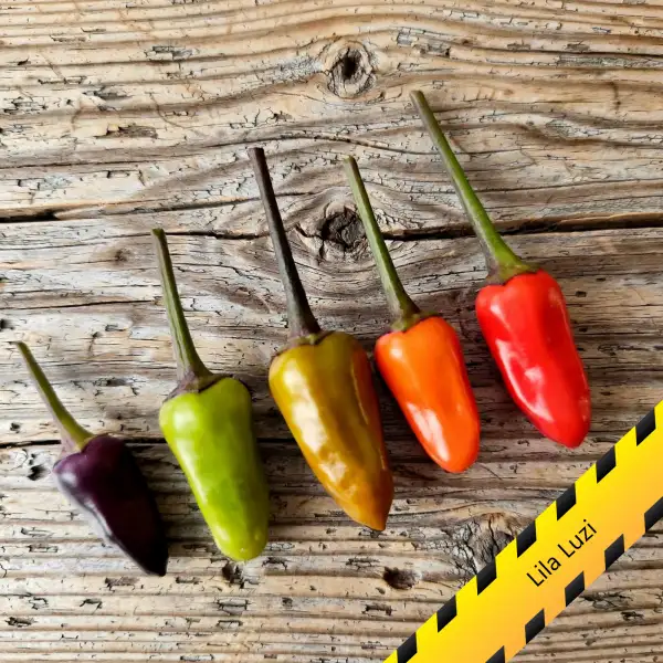 Chili: Lila Luzi