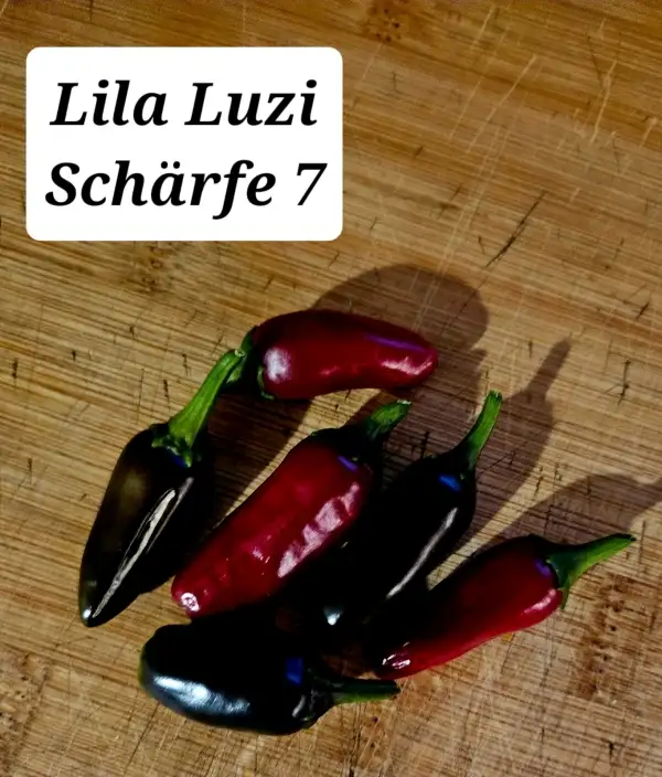 Chili / Paprika: Lila Luzi