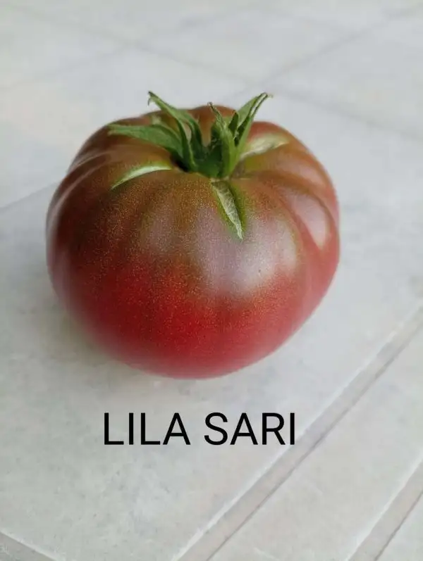 Tomaten: Lila Sari