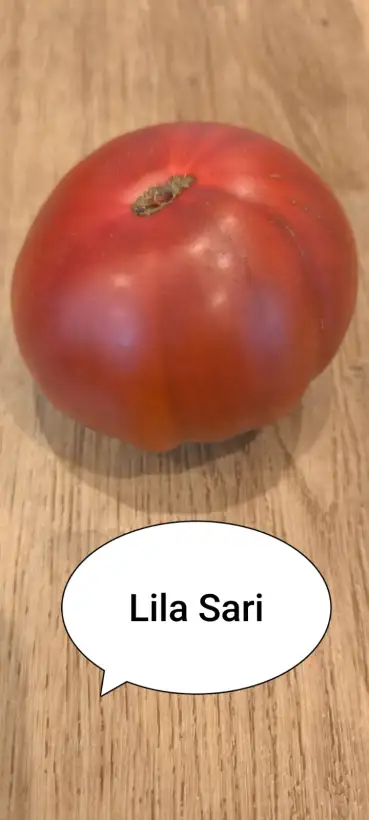 Tomaten: Lila Sari