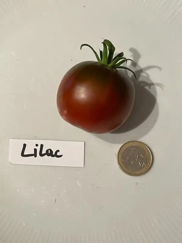 Tomaten: Lilac