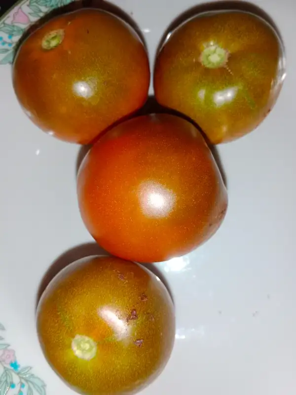 Tomaten: Lilac