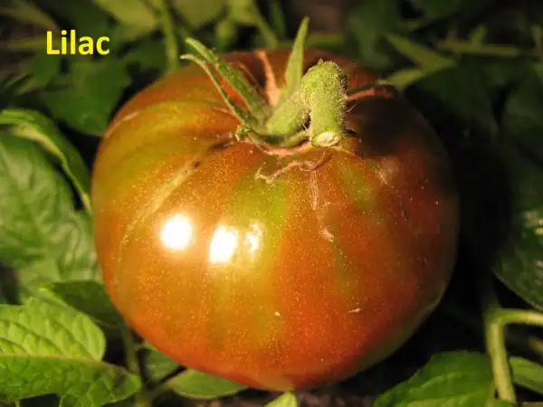 Tomaten: Lilac