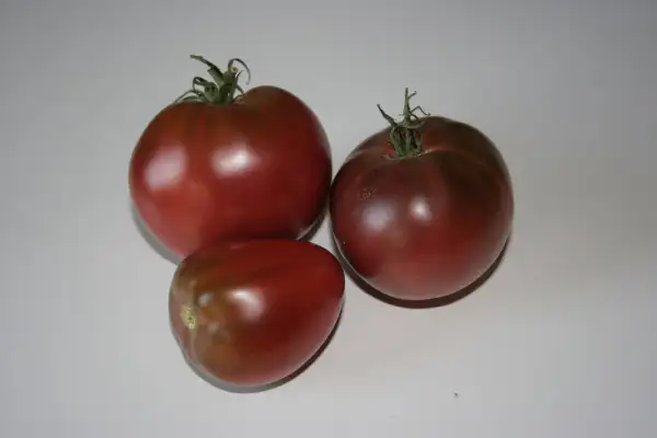 Tomaten: Lilac