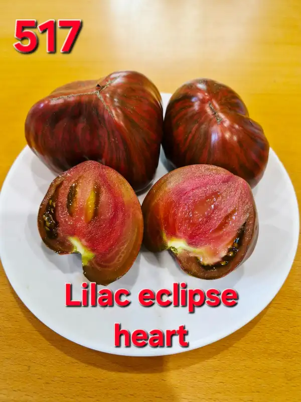 Tomaten: Lilac eclipse heart