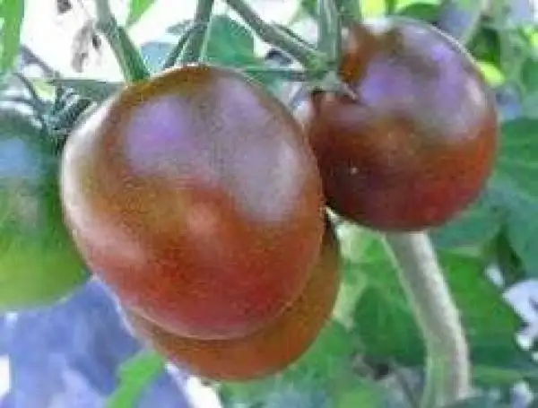 Tomaten: Lilac Gem