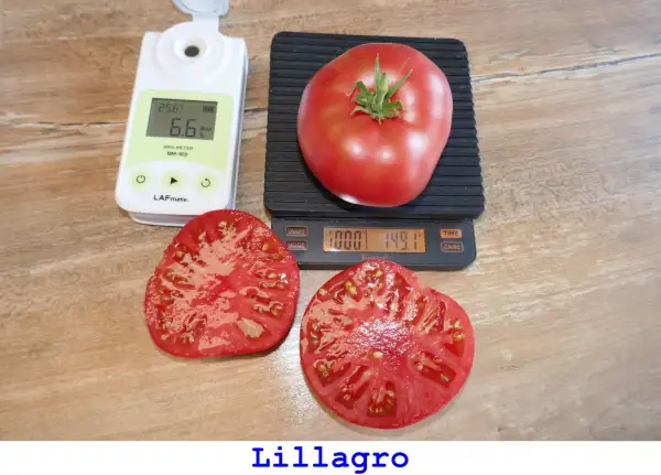Tomaten: Lillagro