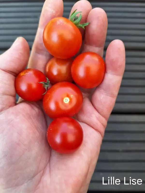 Tomaten: Lille Lise