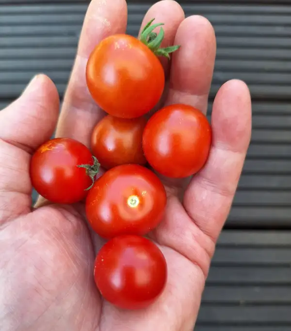 Tomaten: Lille Lise