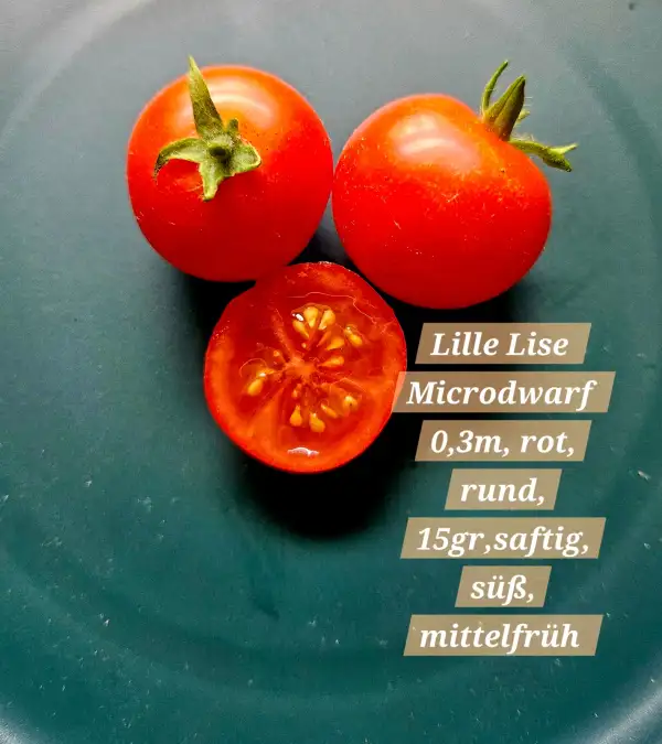 Tomaten: Lille Lise