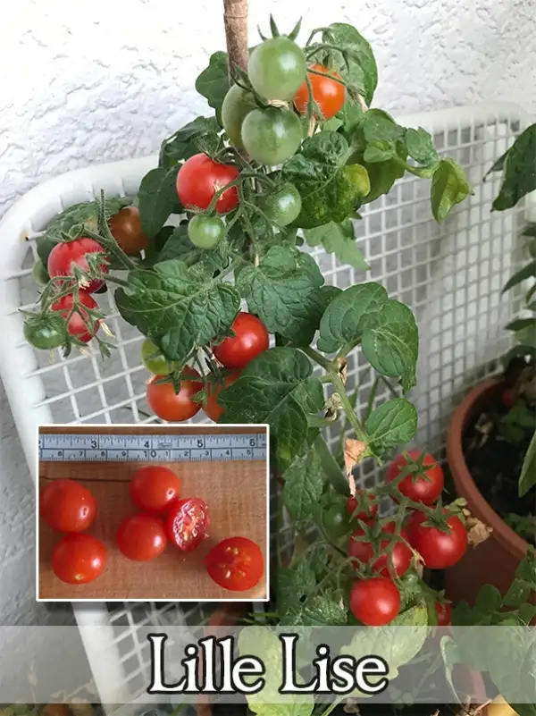 Tomaten: Lille Lise