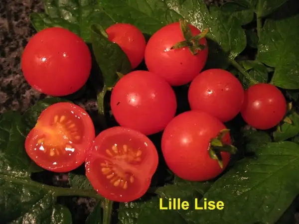 Tomaten: Lille Lise