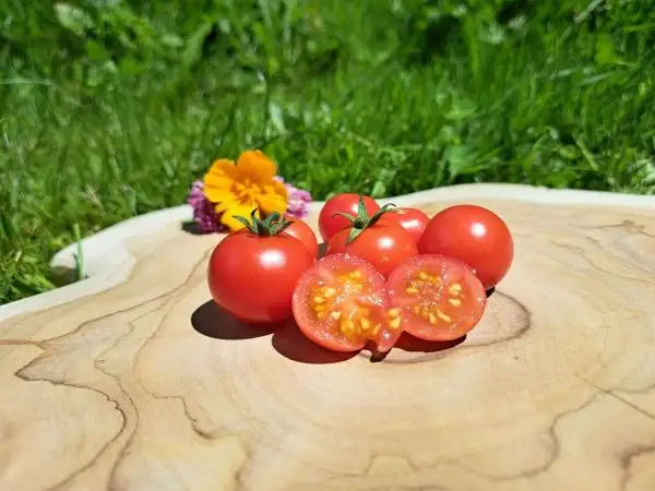 Tomaten: Lille Lise/ Little Lisa/ Little Lise (Zwergbuschtomate)