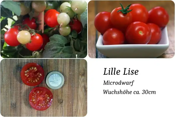 Tomaten: Lille Lise Microdwarf