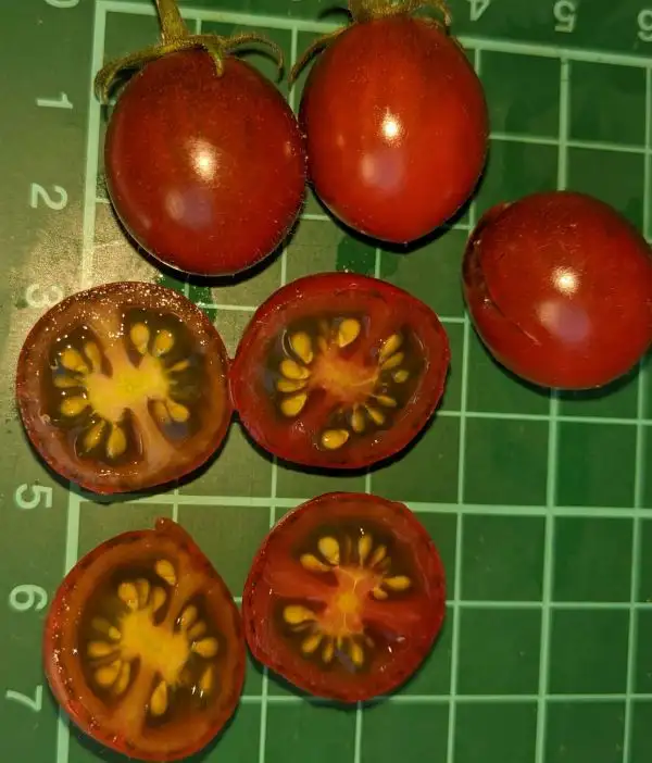 Tomaten: Lille Svartepetter