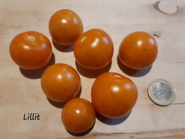 Tomaten: Lillit