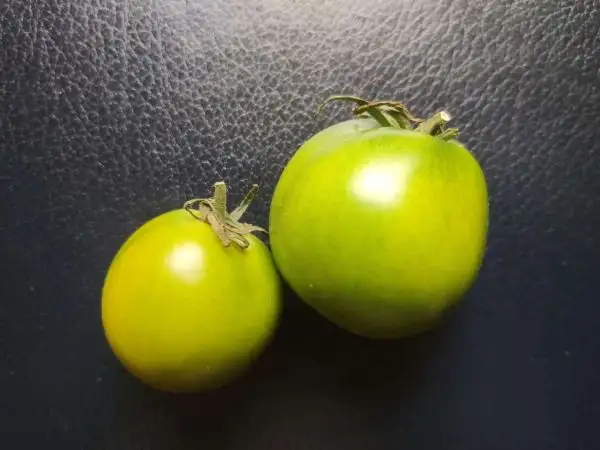 Tomaten: Lime Green