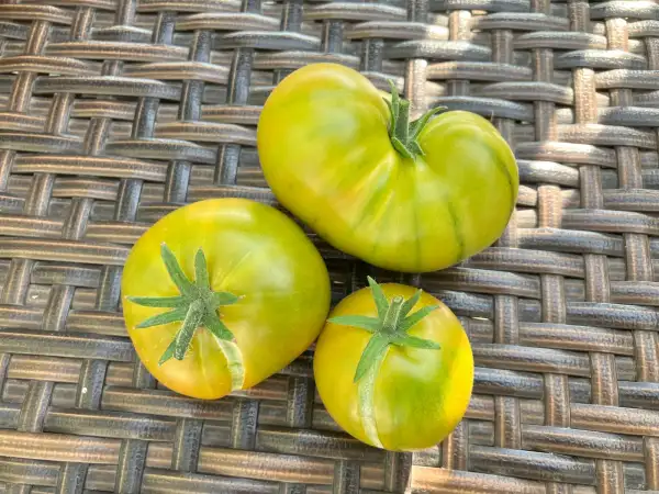 Tomaten: Lime Green Salad