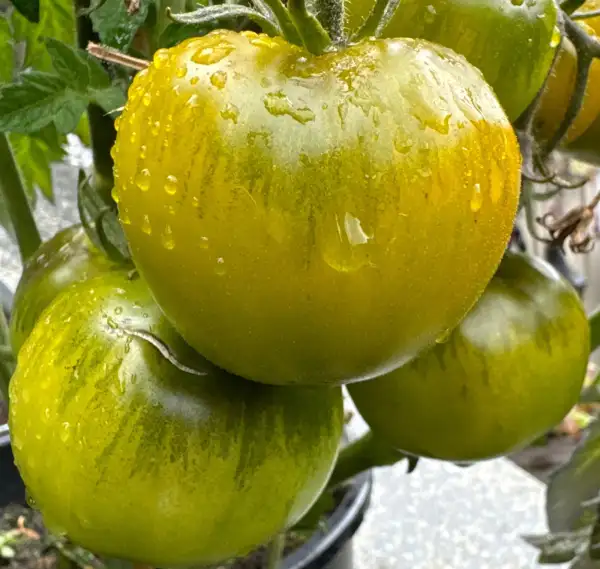 Tomaten: Lime Green Salad