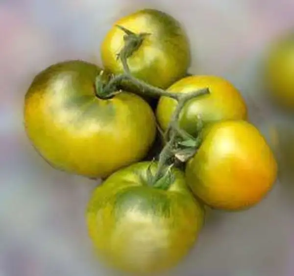 Tomaten: Lime Green Salad