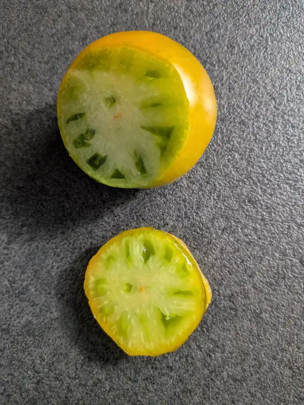 Tomaten: Lime Green Salad Buschtomate