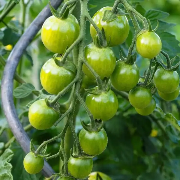 Tomaten: Limetto