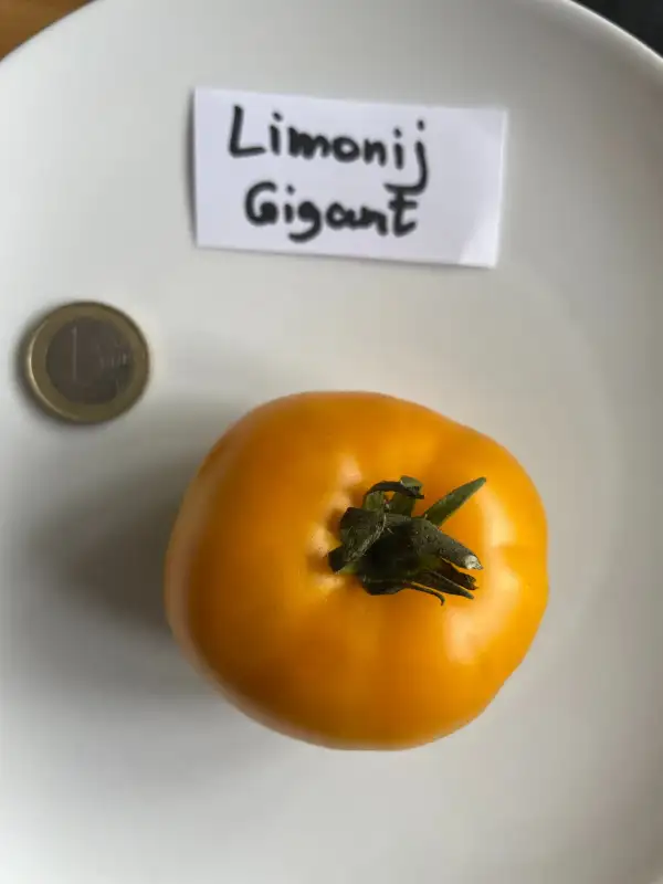 Tomaten: Limonij Gigant