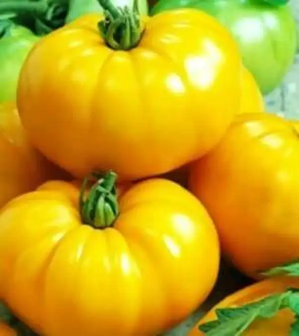 Tomaten: Limonnij Gigant