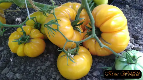 Tomaten: Limonnij Gigant (Zitronen Riese)