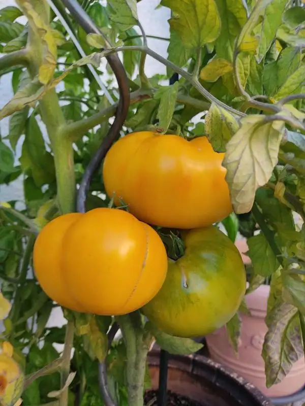 Tomaten: Limonnij Gigant (Zitronenriese)