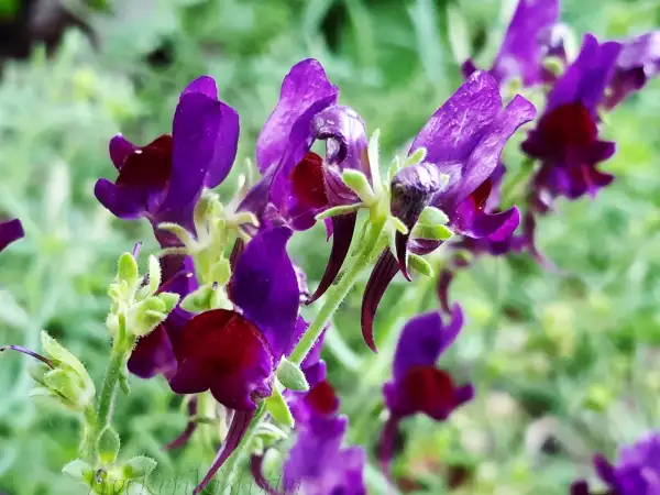 Stauden / Gehölz: Linaria aeruginea