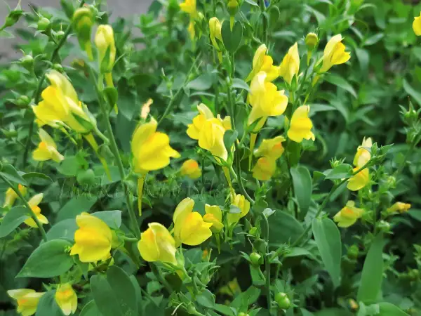 Stauden / Gehölz: Linaria genistifolia ssp. dalmatica ‣ ‣ Ginster-Leinkraut ‣ Balkan Toadflax