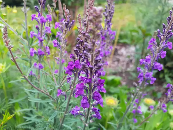Stauden / Gehölz: Linaria purpurea 