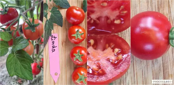 Tomaten: Linda - Zwergtomate
