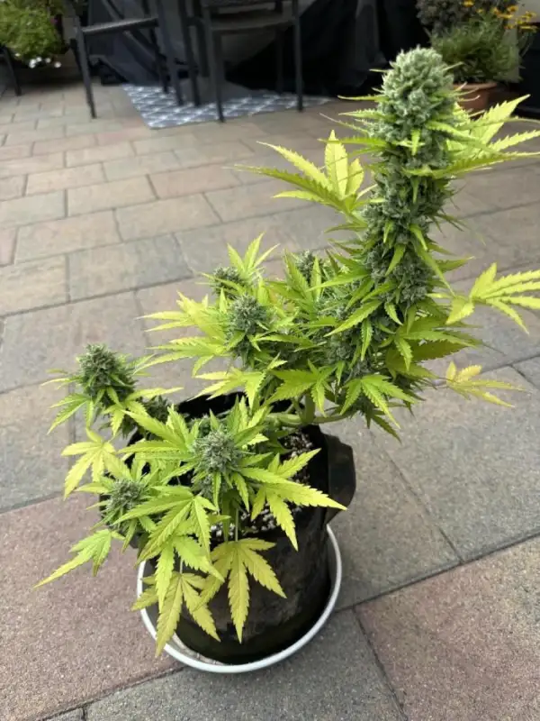 Cannabis: Linda Seeds - Auto Northern Lights
