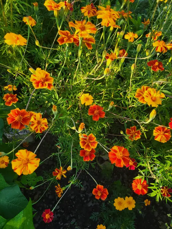 Blumen: Lineè Tagetes