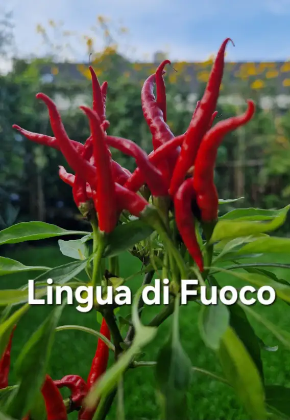 Chili: Lingua di Fuoco