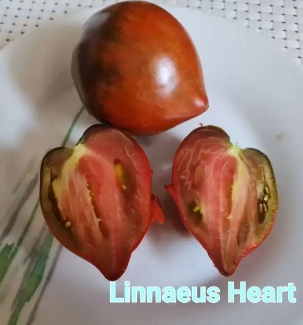 Tomaten: Linnaeus Heart