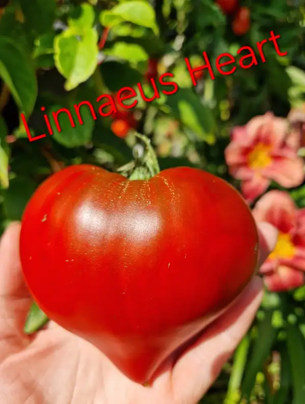 Tomaten: Linnaeus Heart