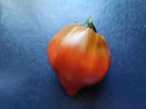 Tomaten: Linnaeus Heart