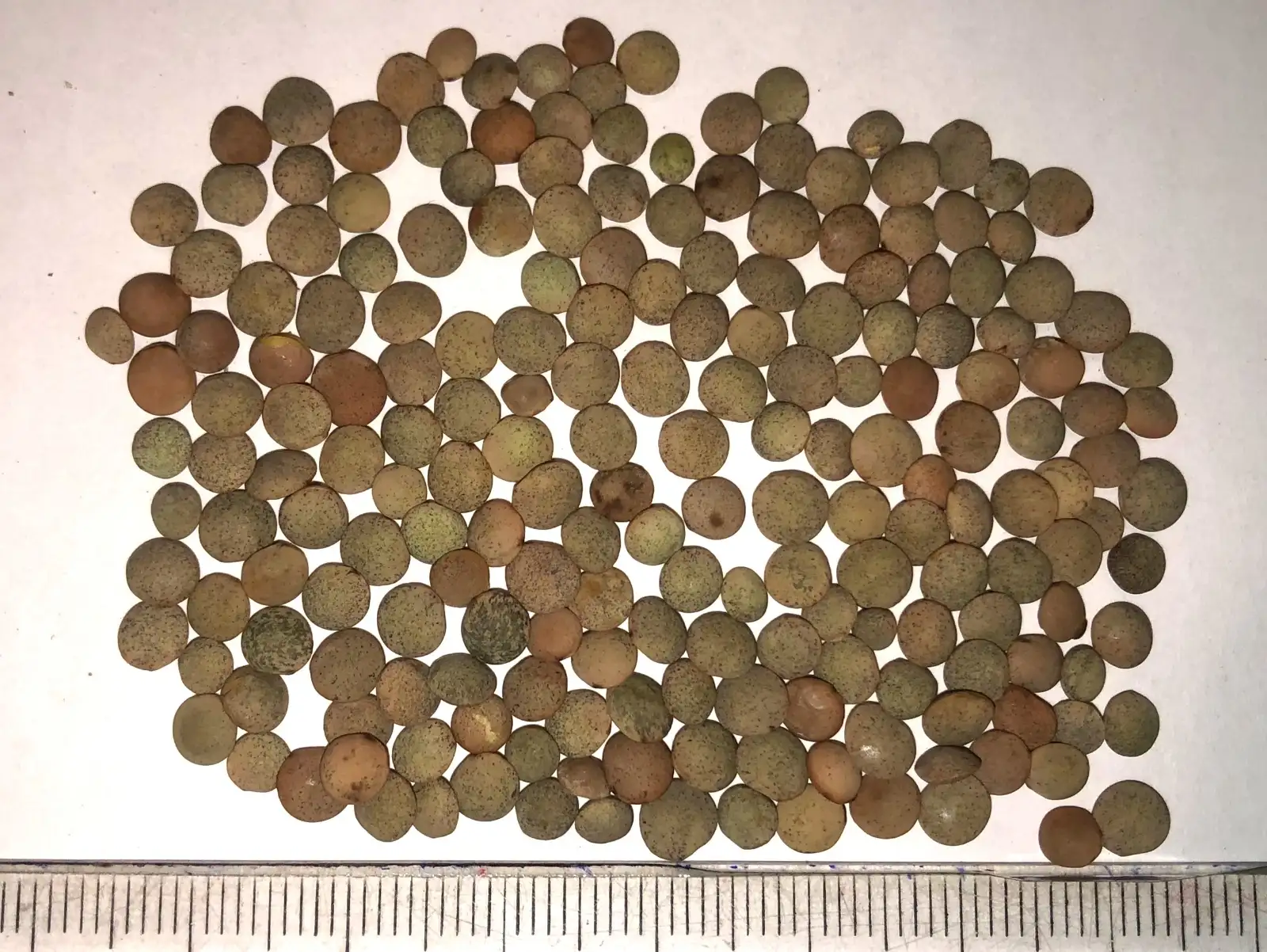 andere Gemüse: linse 