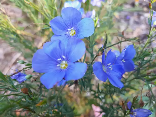 Stauden / Gehölz: Linum perenne nanum 