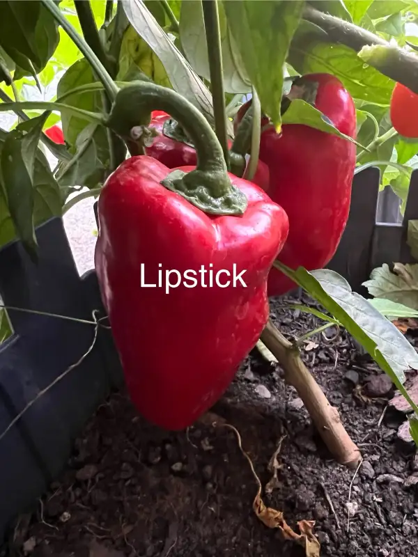 Chili / Paprika: Lipstick