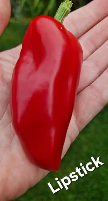 Paprika: Lipstick